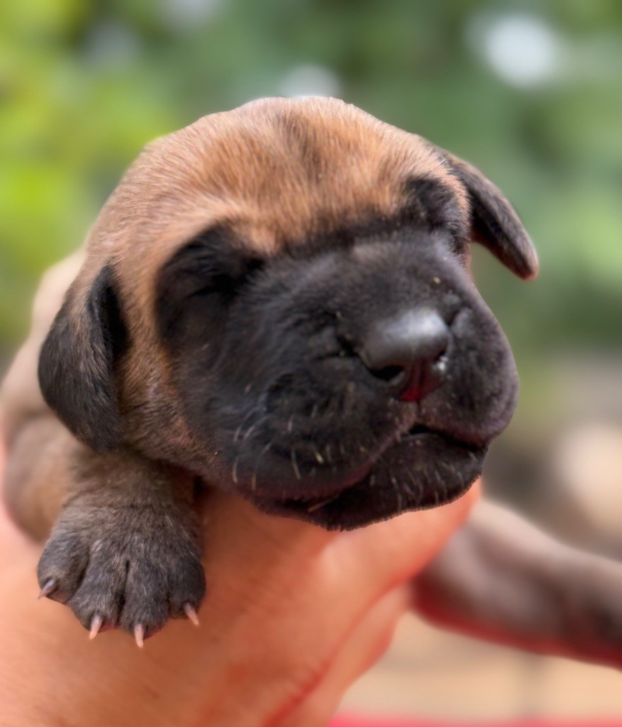 Au Royaume De Leyla - Chiots disponibles - Dogue allemand