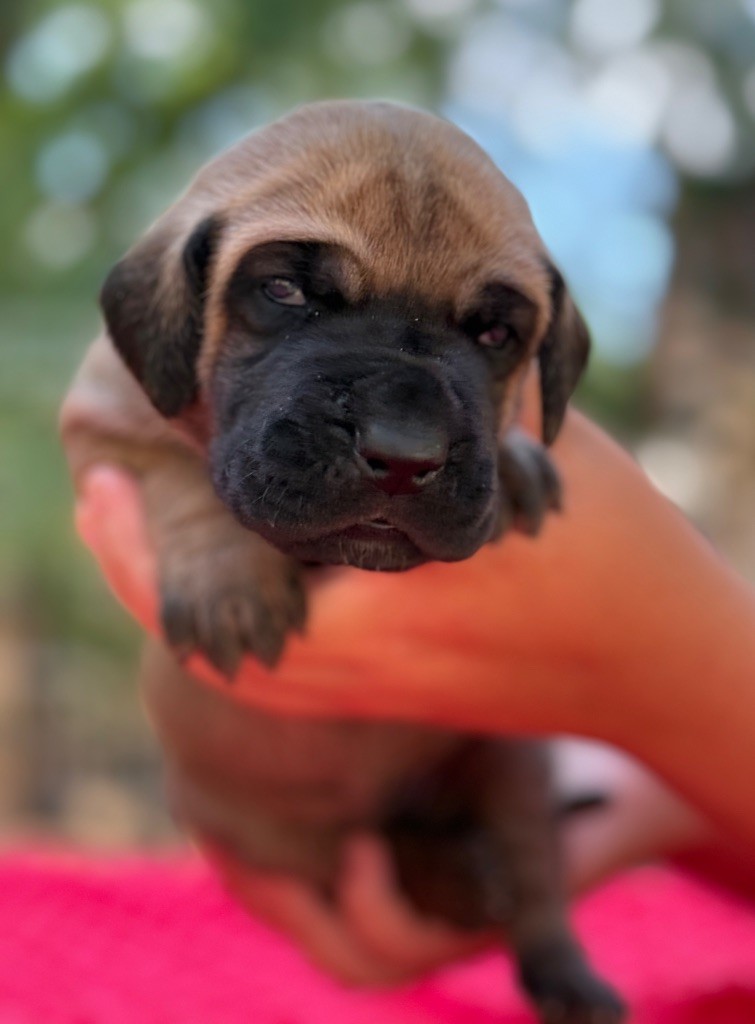 Au Royaume De Leyla - Chiots disponibles - Dogue allemand