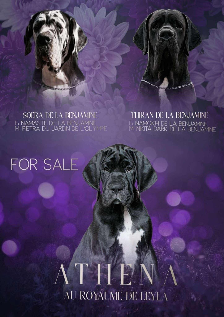 Au Royaume De Leyla - Chiots disponibles - Dogue allemand