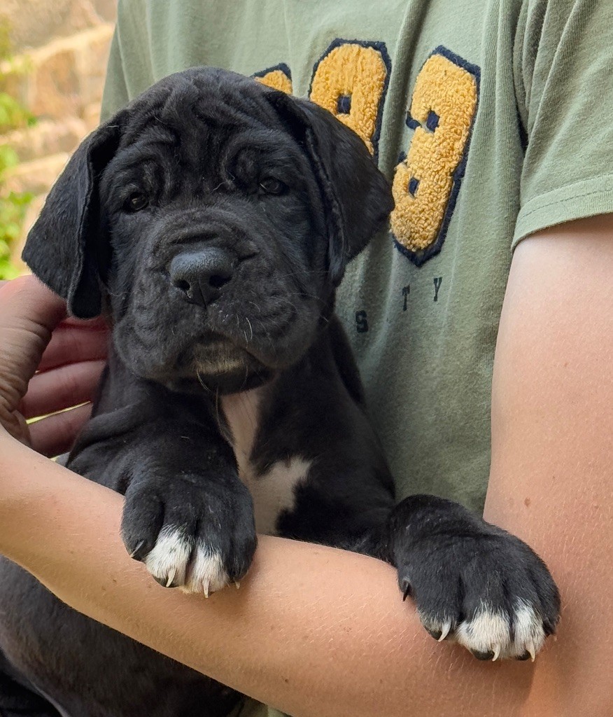 Au Royaume De Leyla - Chiots disponibles - Dogue allemand