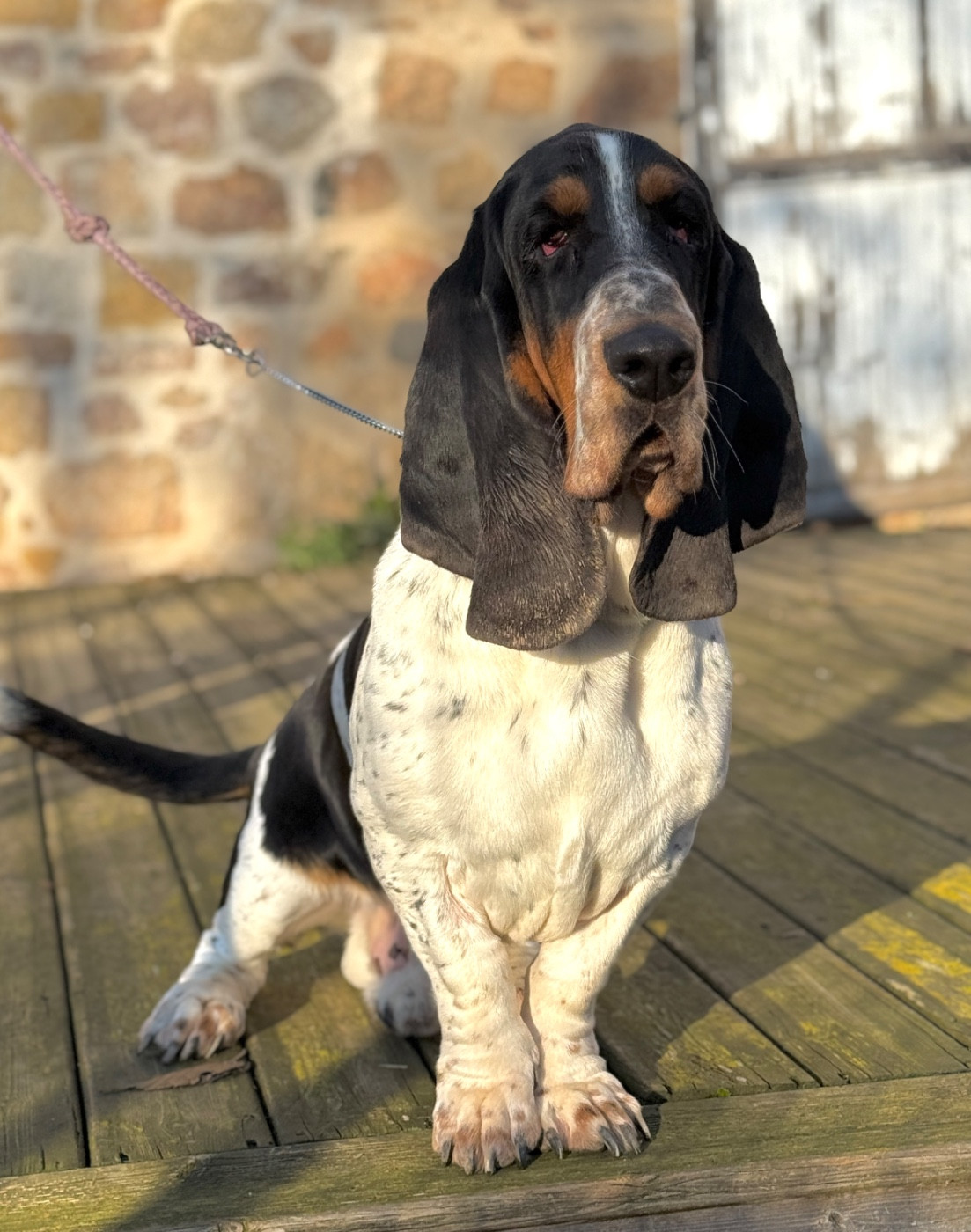 Au Royaume De Leyla - Chiots disponibles - Basset Hound