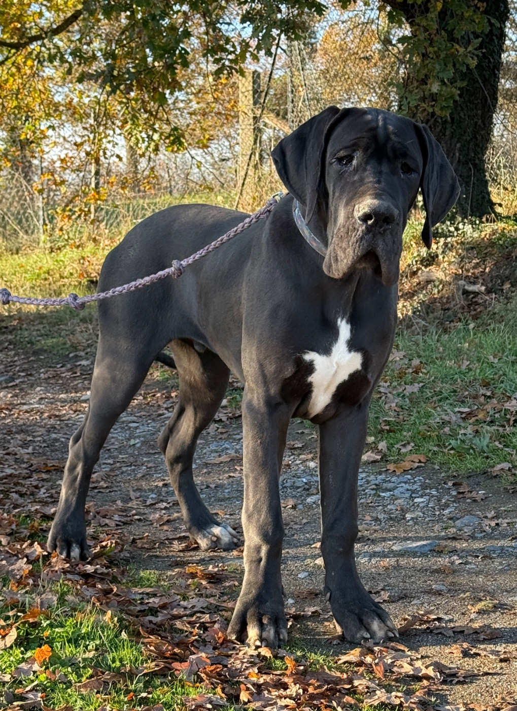 Au Royaume De Leyla - Chiots disponibles - Dogue allemand