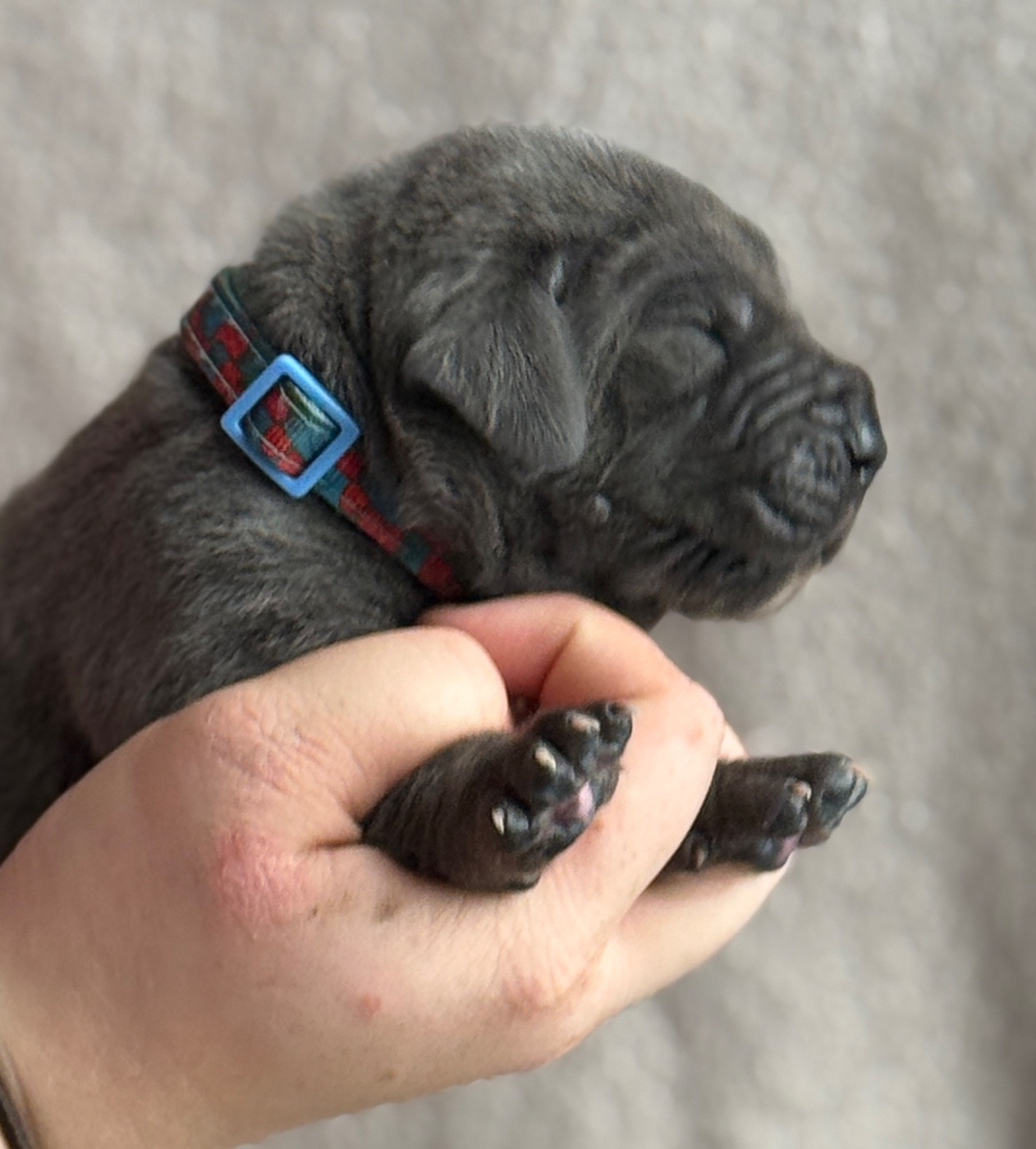 Au Royaume De Leyla - Chiots disponibles - Dogue allemand