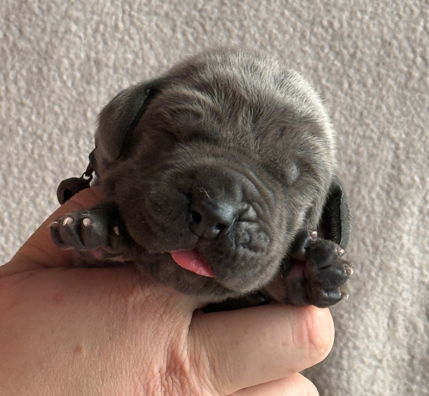 Au Royaume De Leyla - Chiots disponibles - Dogue allemand