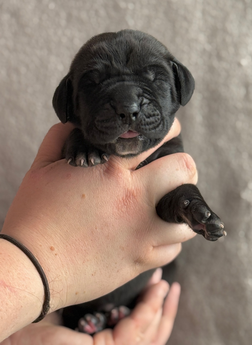 Au Royaume De Leyla - Chiots disponibles - Dogue allemand