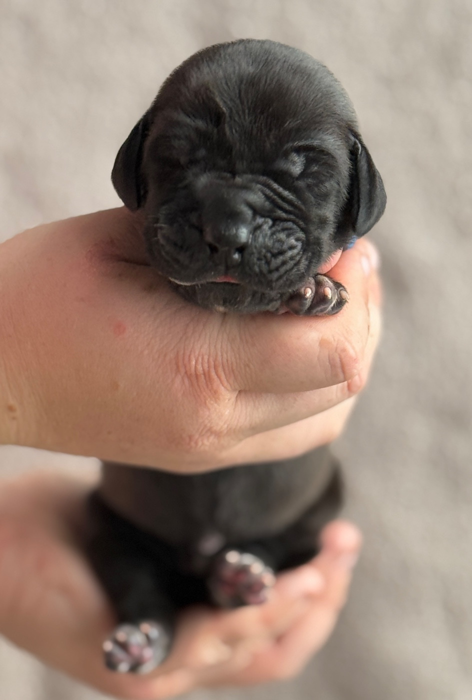 Au Royaume De Leyla - Chiots disponibles - Dogue allemand