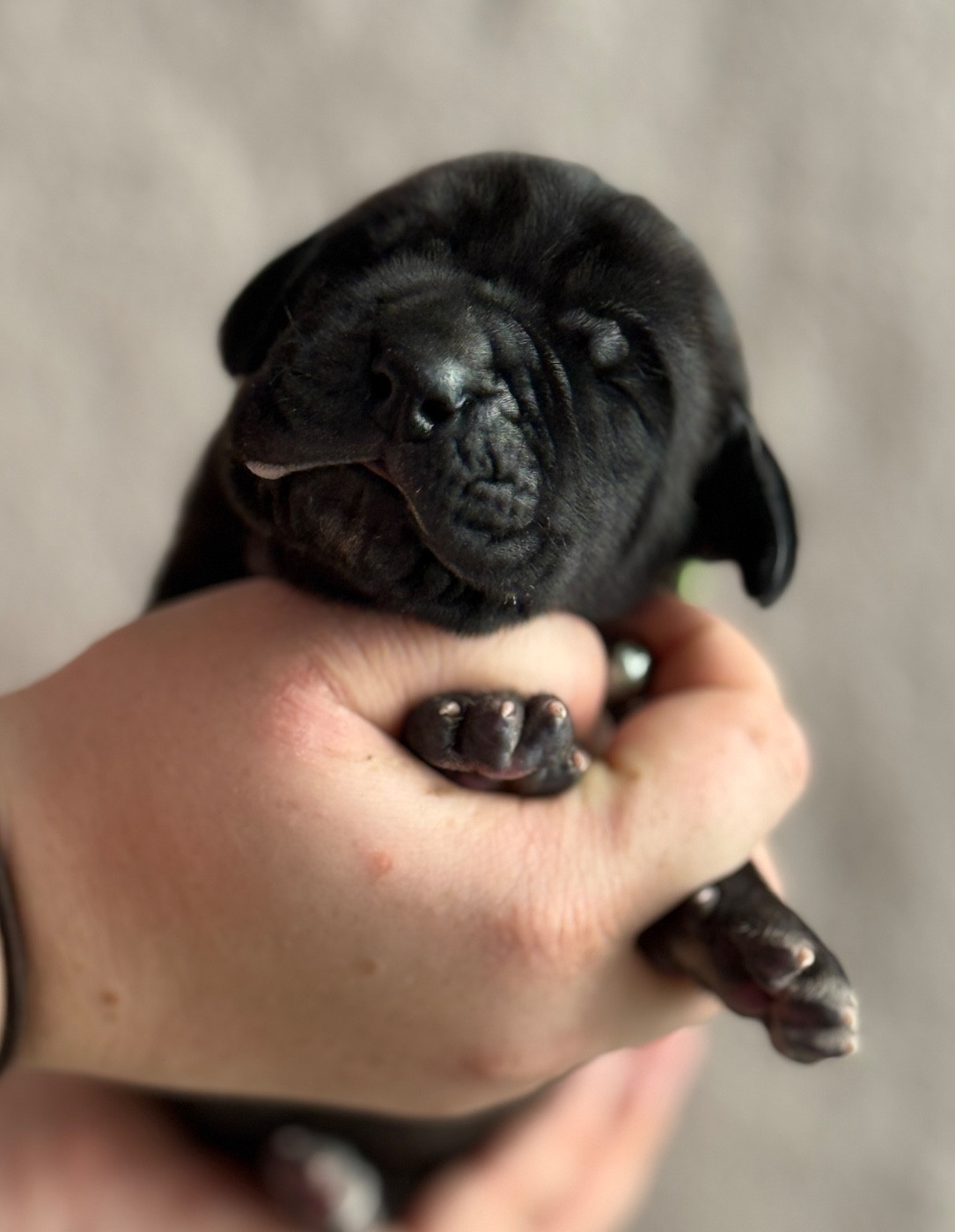 Au Royaume De Leyla - Chiots disponibles - Dogue allemand