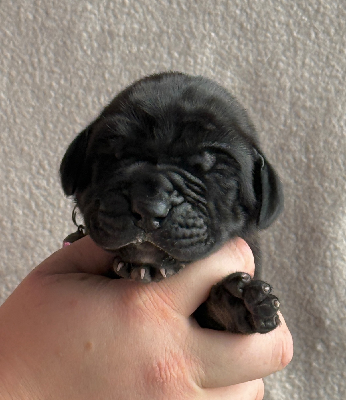 Au Royaume De Leyla - Chiots disponibles - Dogue allemand