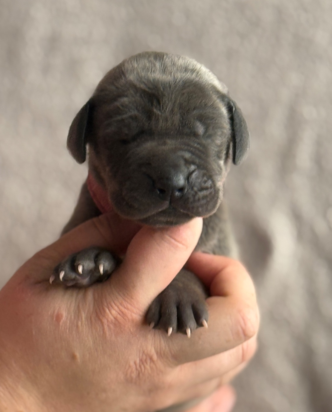 Au Royaume De Leyla - Chiots disponibles - Dogue allemand