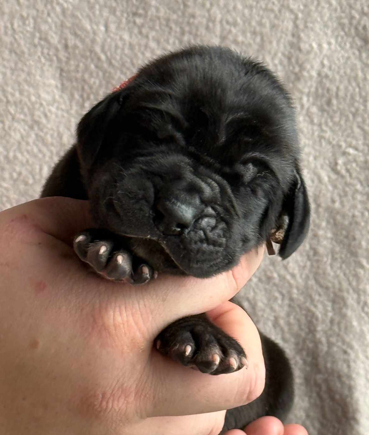 Au Royaume De Leyla - Chiots disponibles - Dogue allemand