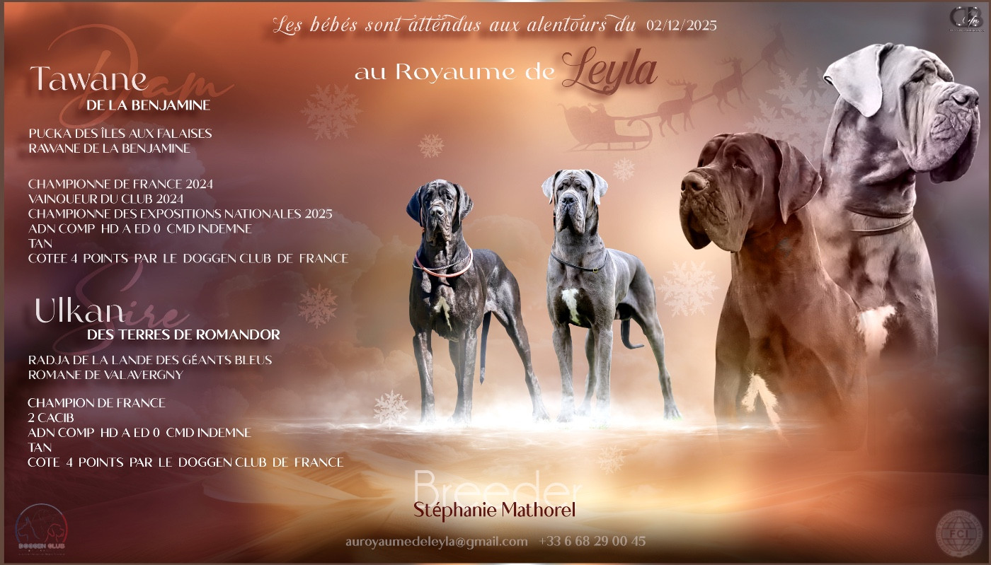 Chiot Dogue allemand Au Royaume De Leyla