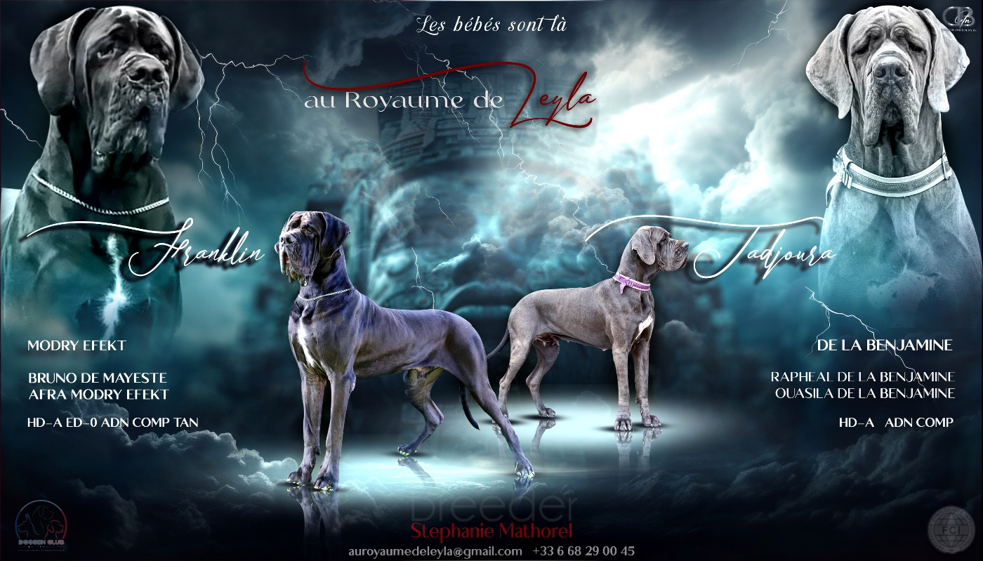 Au Royaume De Leyla - Dogue allemand - Portée née le 21/11/2025