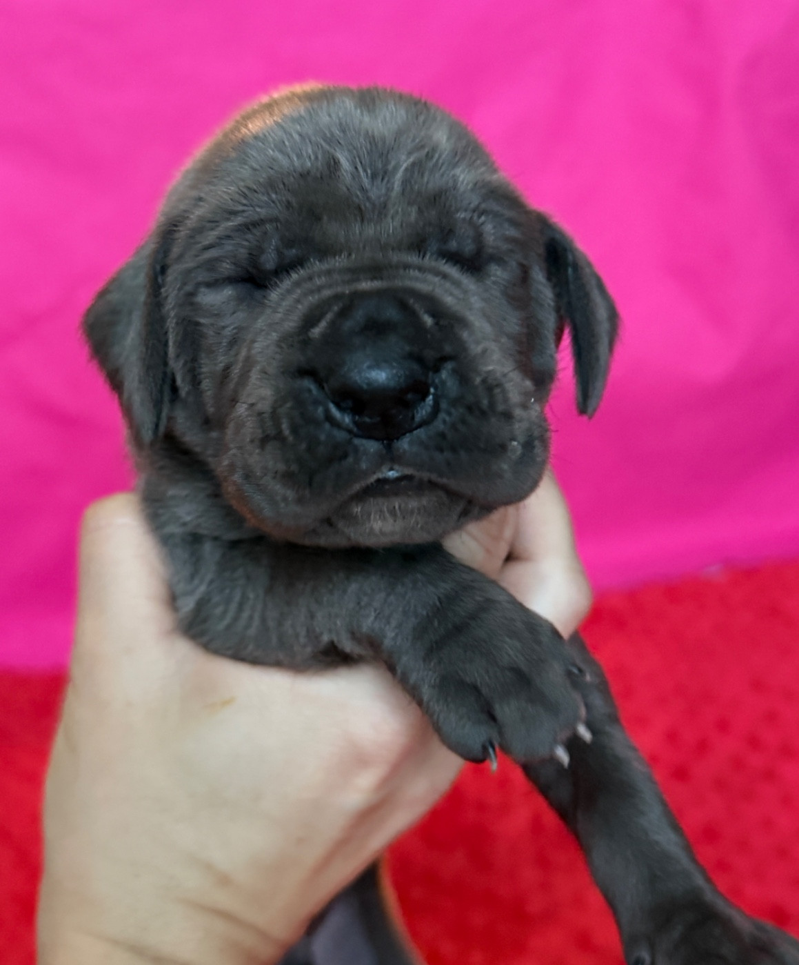 Au Royaume De Leyla - Chiots disponibles - Dogue allemand