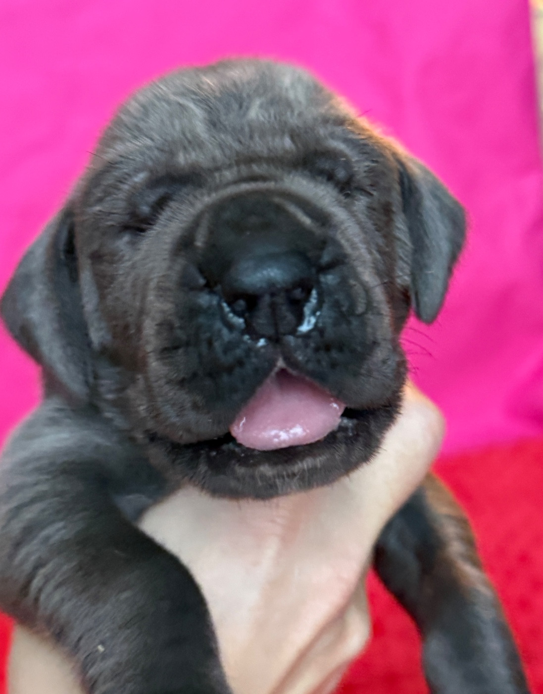 Au Royaume De Leyla - Chiots disponibles - Dogue allemand