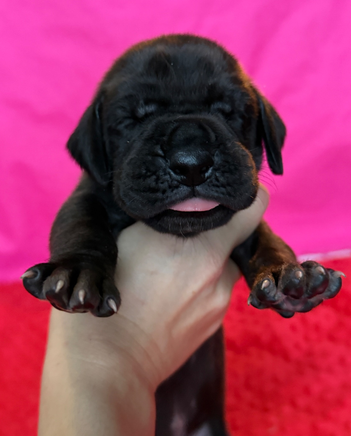 Au Royaume De Leyla - Chiots disponibles - Dogue allemand