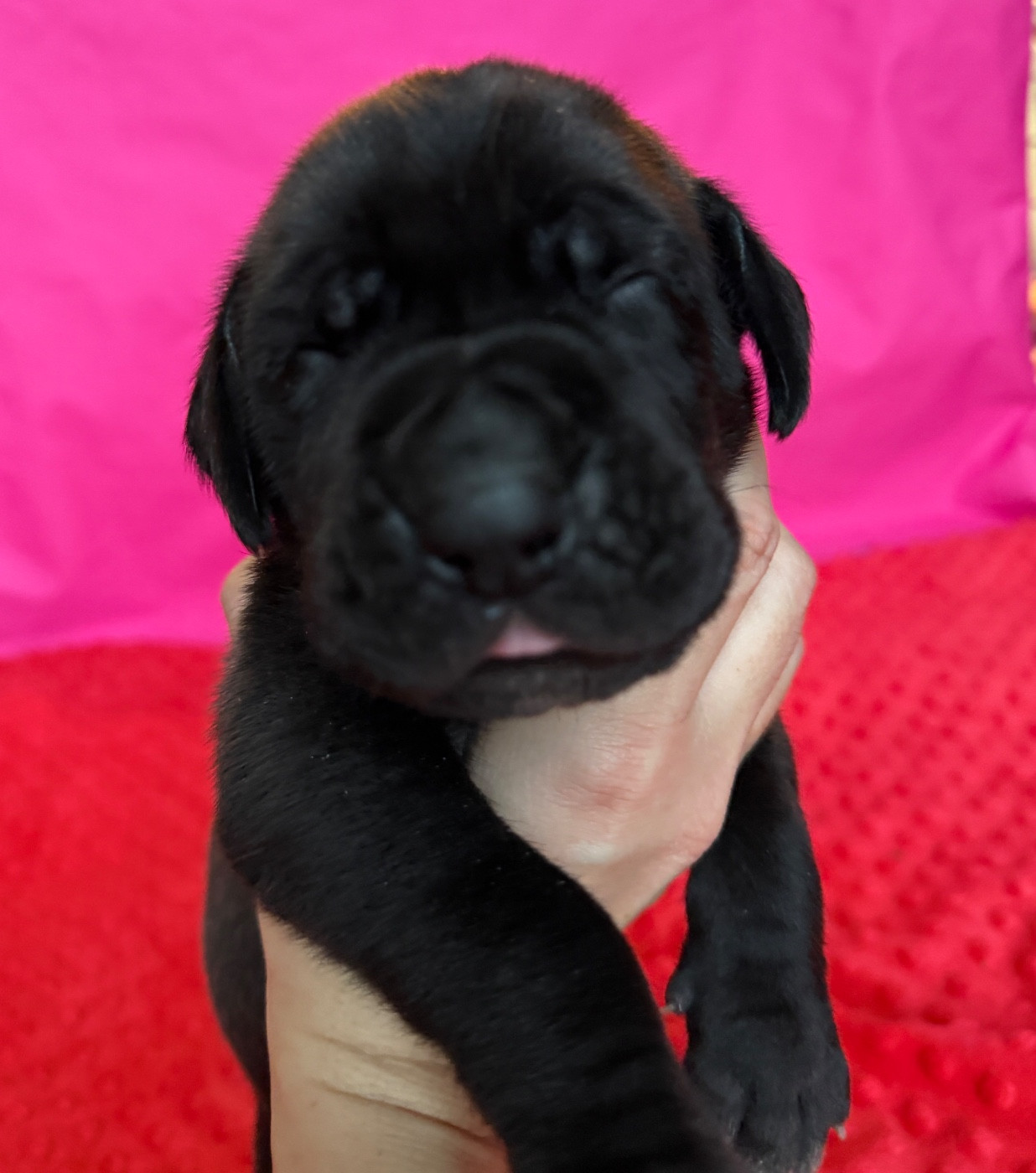 Au Royaume De Leyla - Chiots disponibles - Dogue allemand