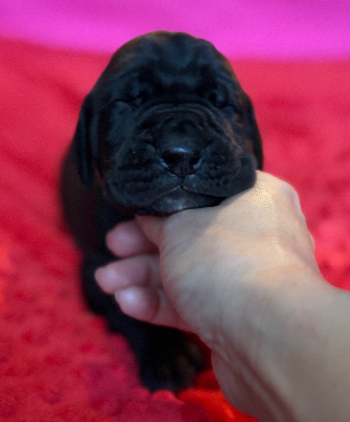 Au Royaume De Leyla - Chiots disponibles - Dogue allemand