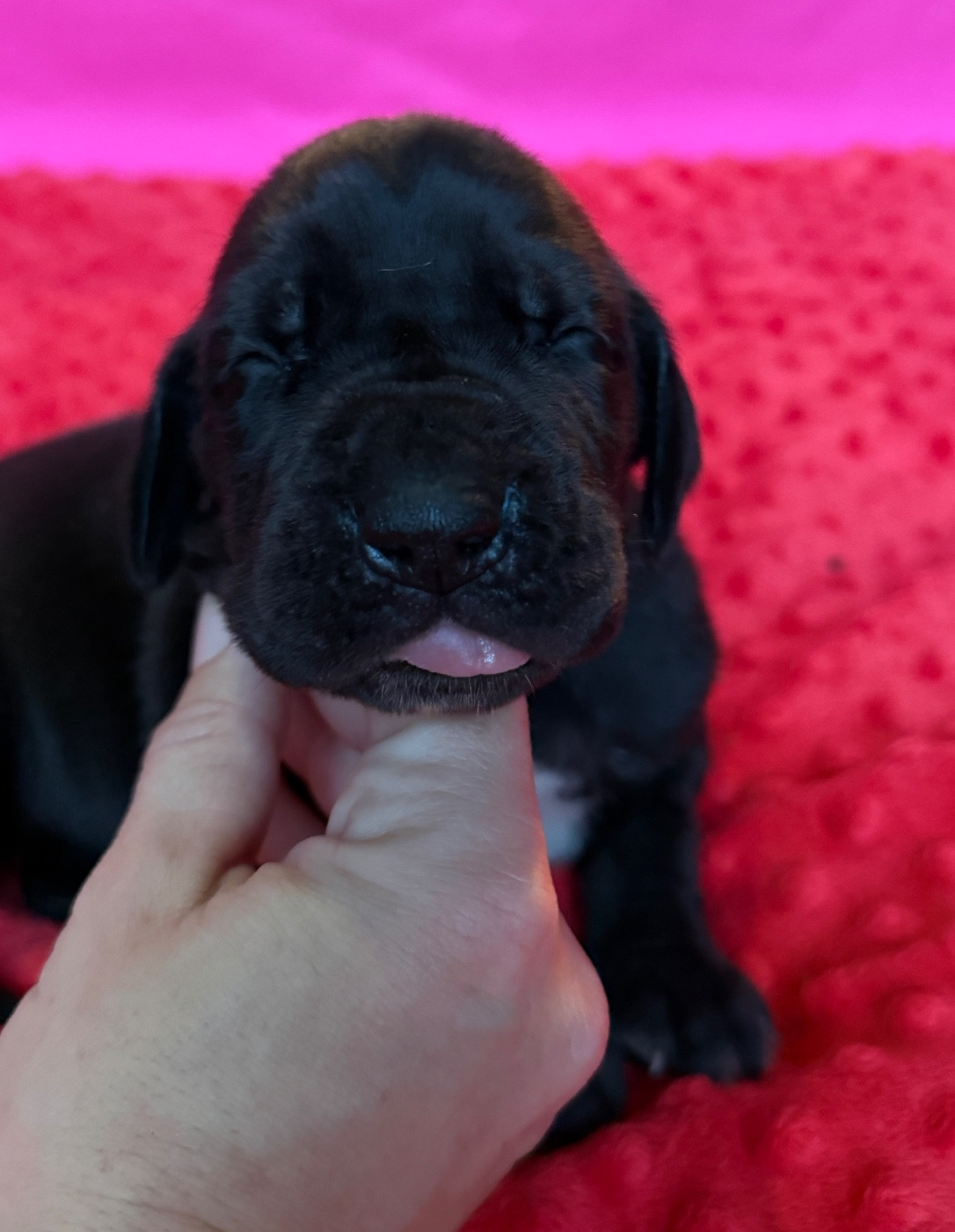 Au Royaume De Leyla - Chiots disponibles - Dogue allemand