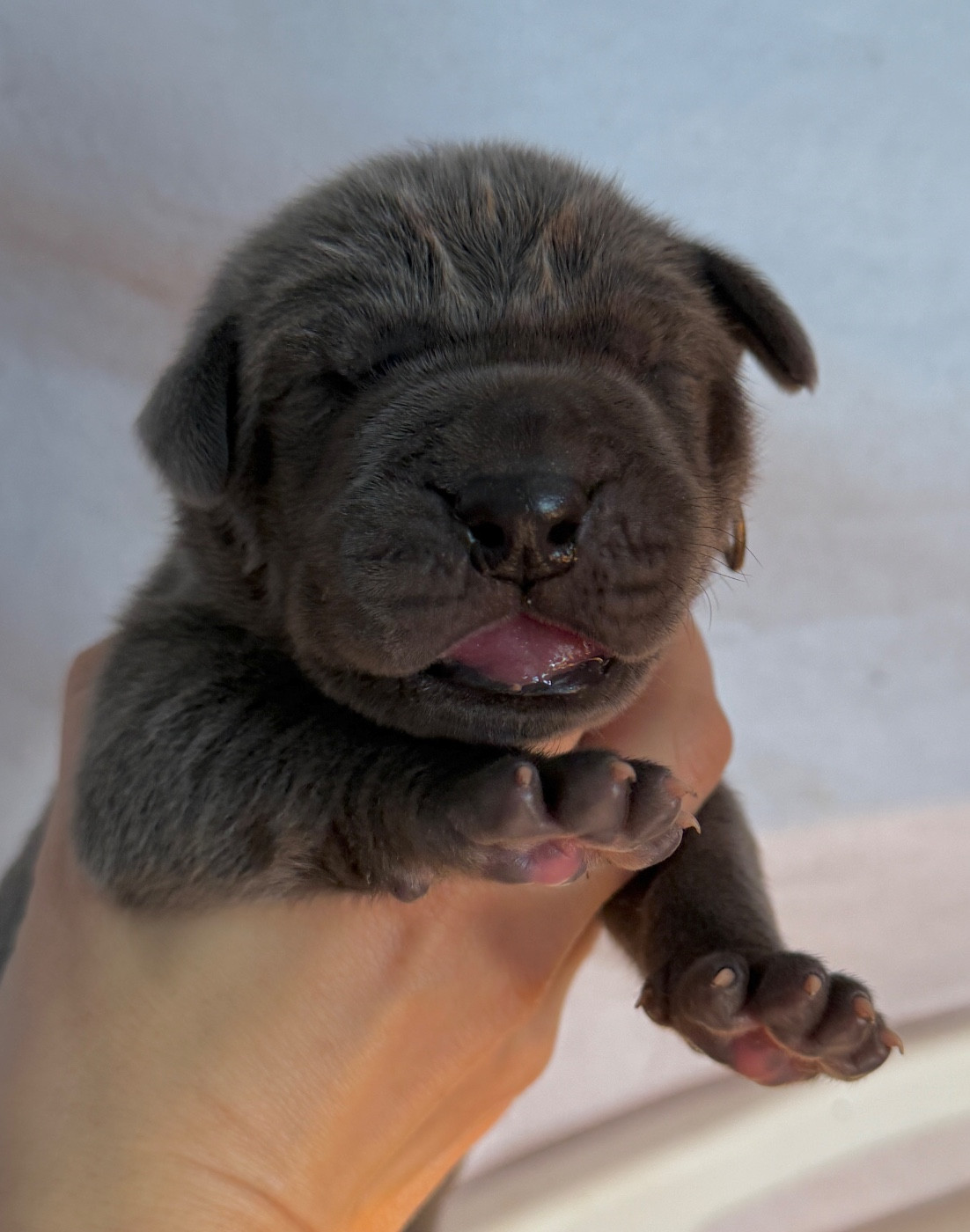 Au Royaume De Leyla - Chiots disponibles - Dogue allemand