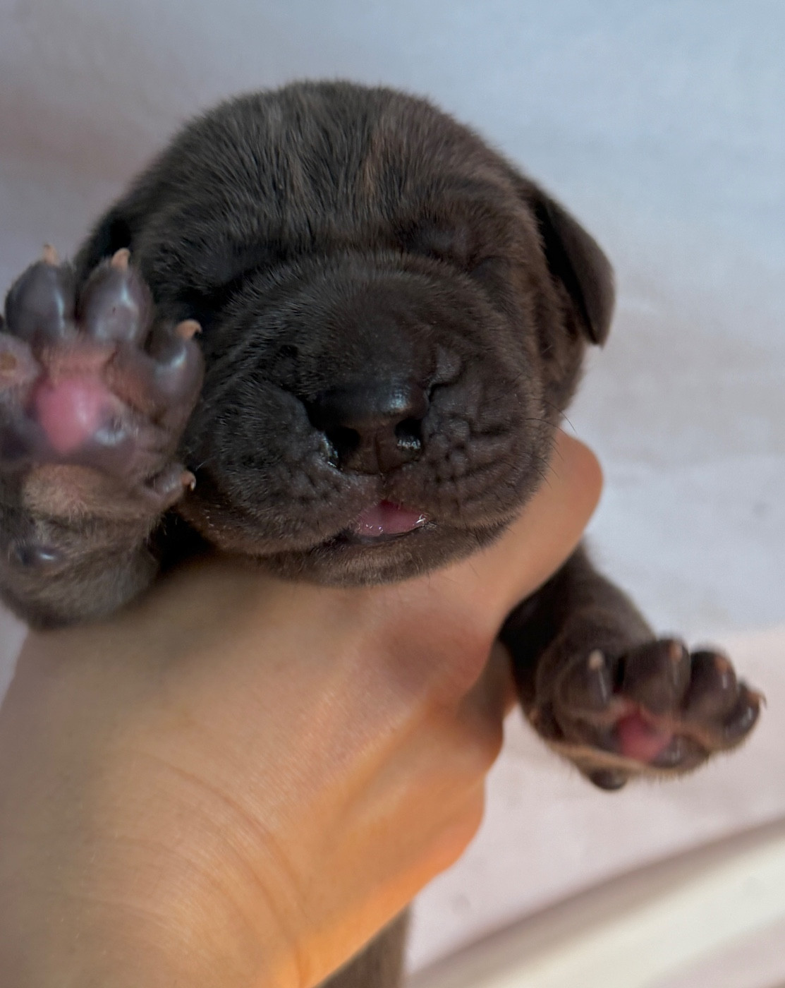 Au Royaume De Leyla - Chiots disponibles - Dogue allemand