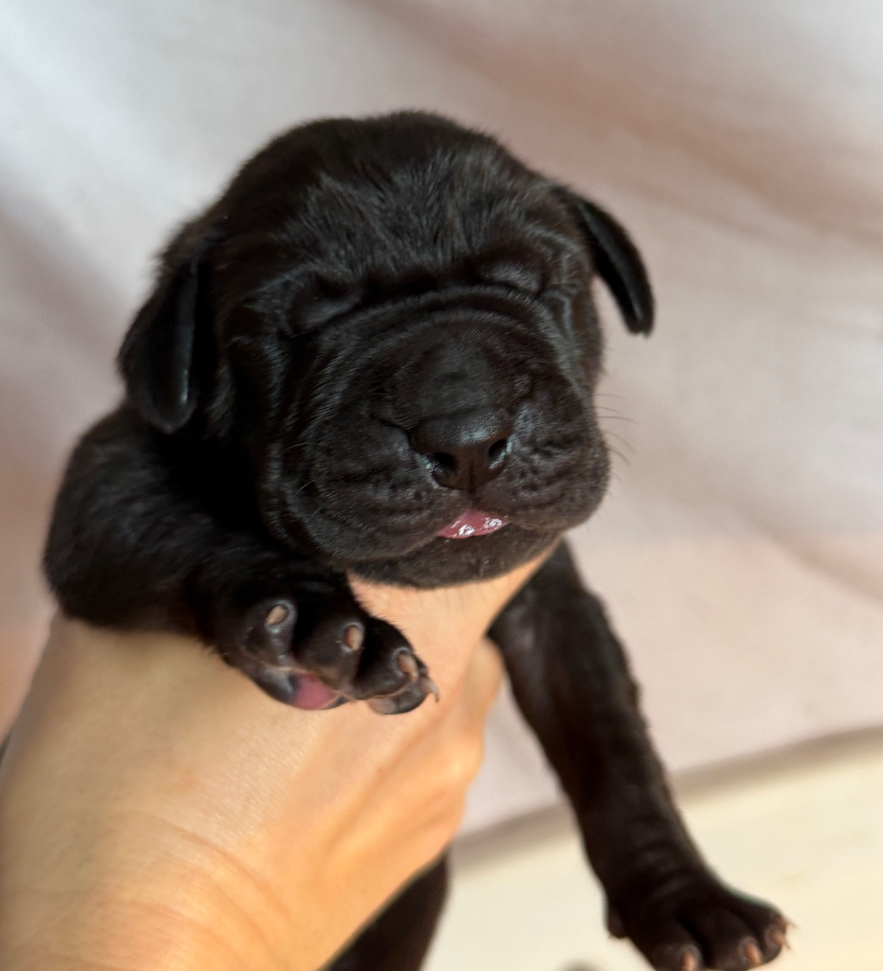 Au Royaume De Leyla - Chiots disponibles - Dogue allemand