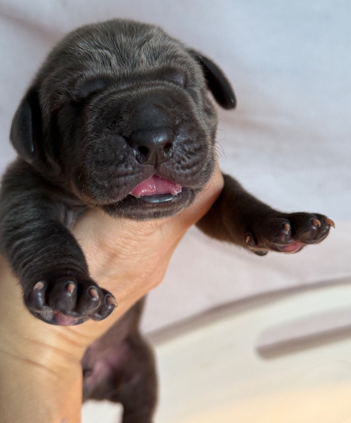 Au Royaume De Leyla - Chiots disponibles - Dogue allemand