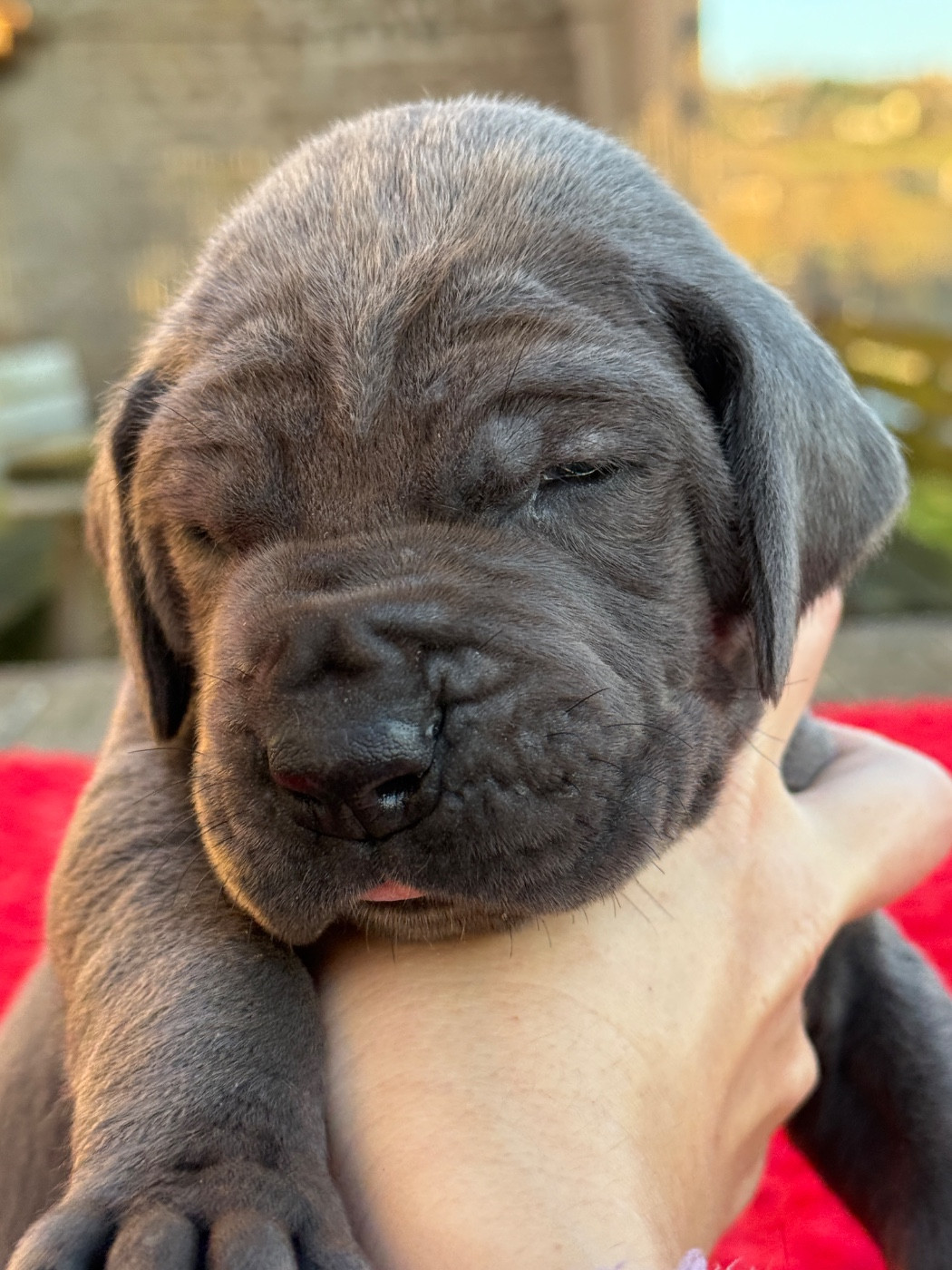 Au Royaume De Leyla - Chiots disponibles - Dogue allemand