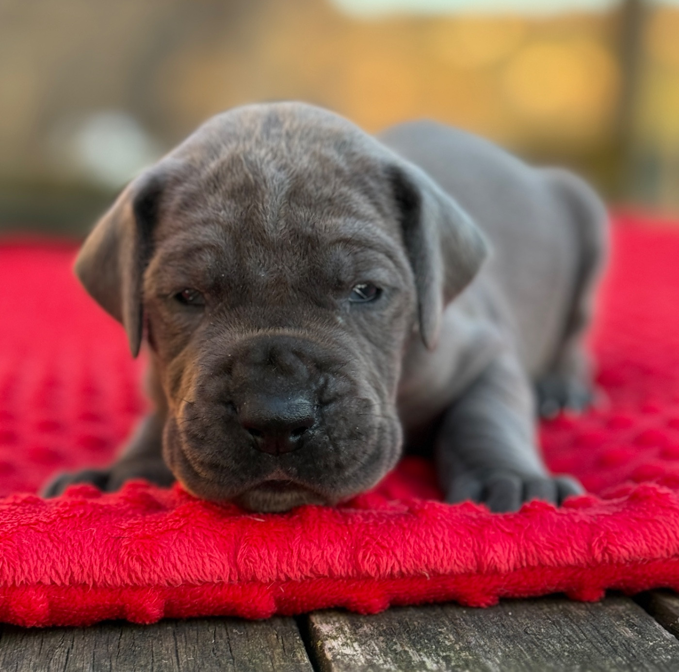 Au Royaume De Leyla - Chiots disponibles - Dogue allemand