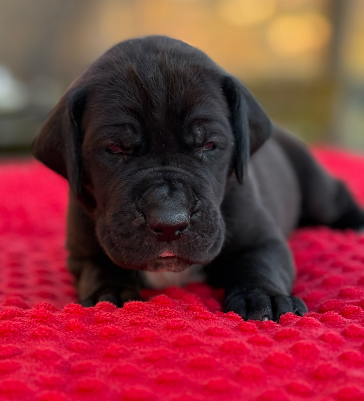 Au Royaume De Leyla - Chiots disponibles - Dogue allemand
