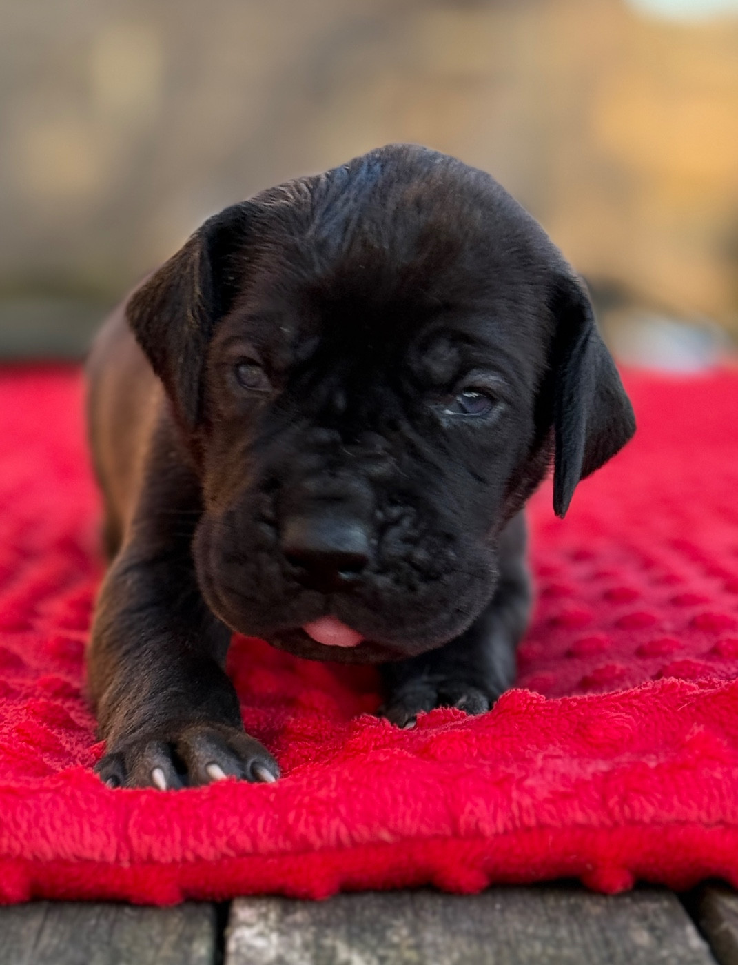 Au Royaume De Leyla - Chiots disponibles - Dogue allemand