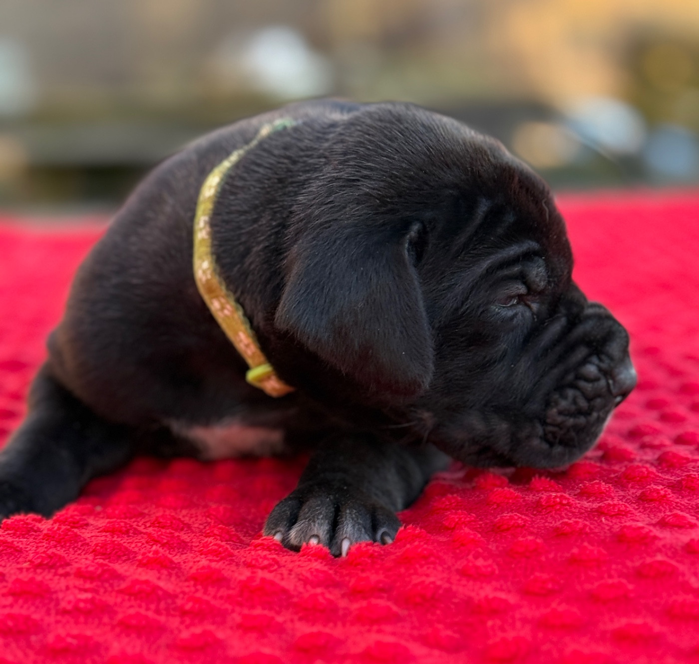 Au Royaume De Leyla - Chiots disponibles - Dogue allemand