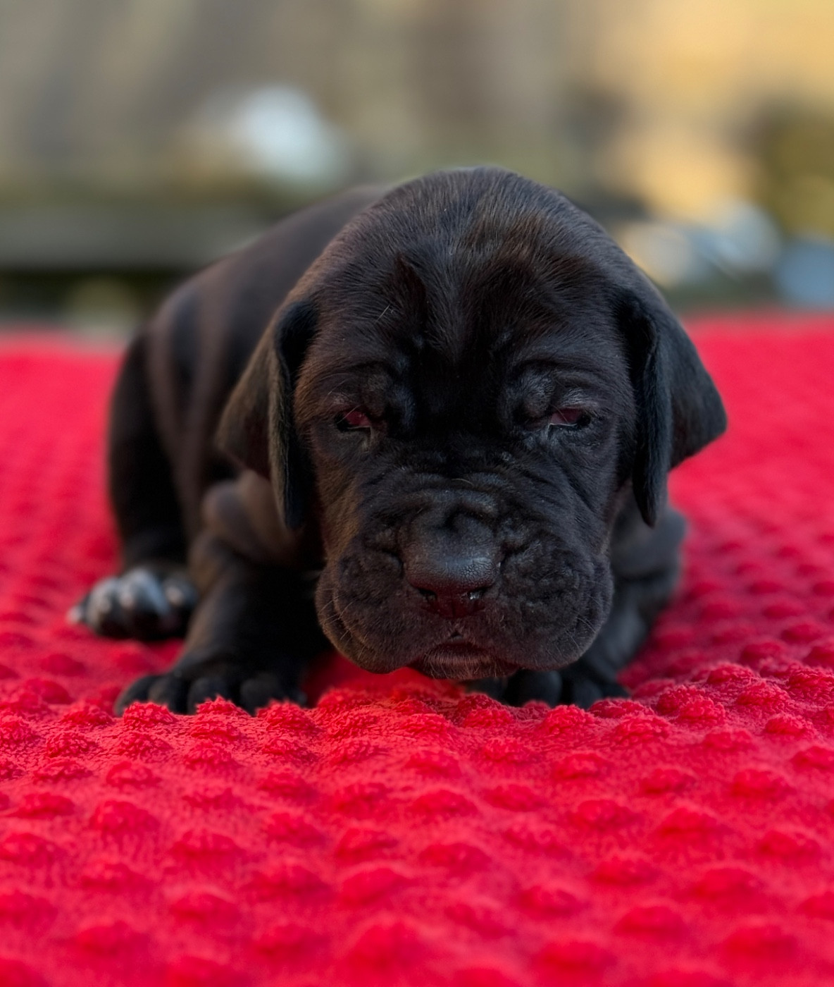 Au Royaume De Leyla - Chiots disponibles - Dogue allemand