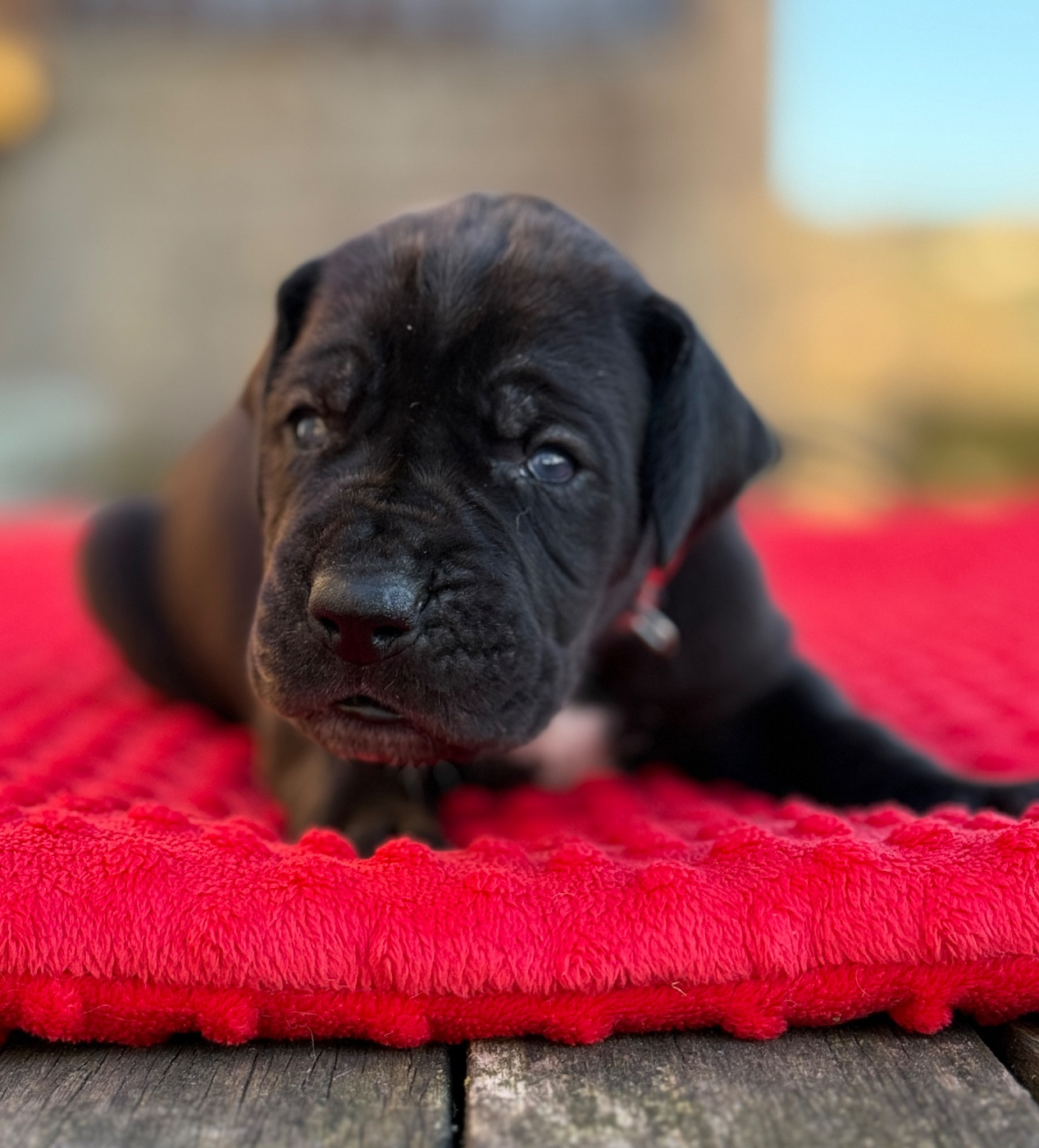 Au Royaume De Leyla - Chiots disponibles - Dogue allemand