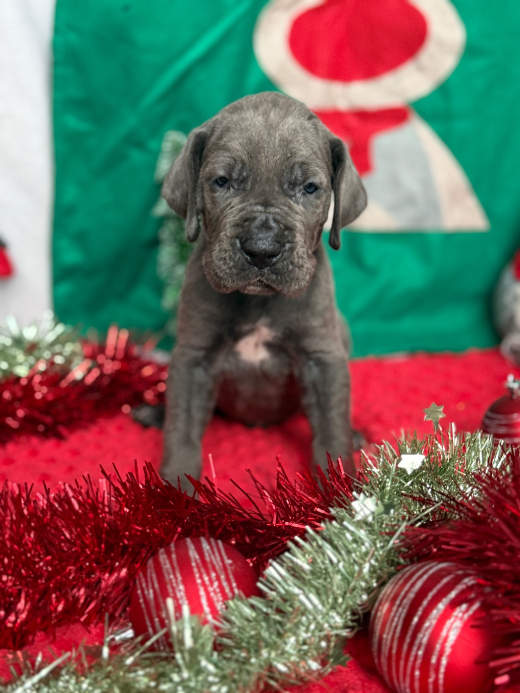 Au Royaume De Leyla - Chiots disponibles - Dogue allemand