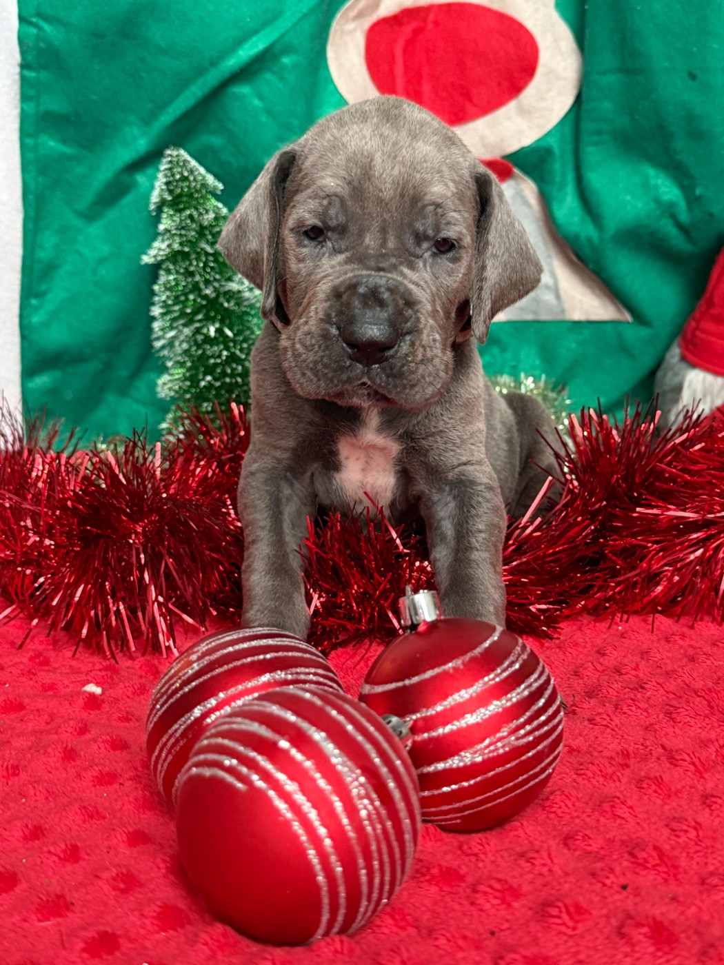 Au Royaume De Leyla - Chiots disponibles - Dogue allemand