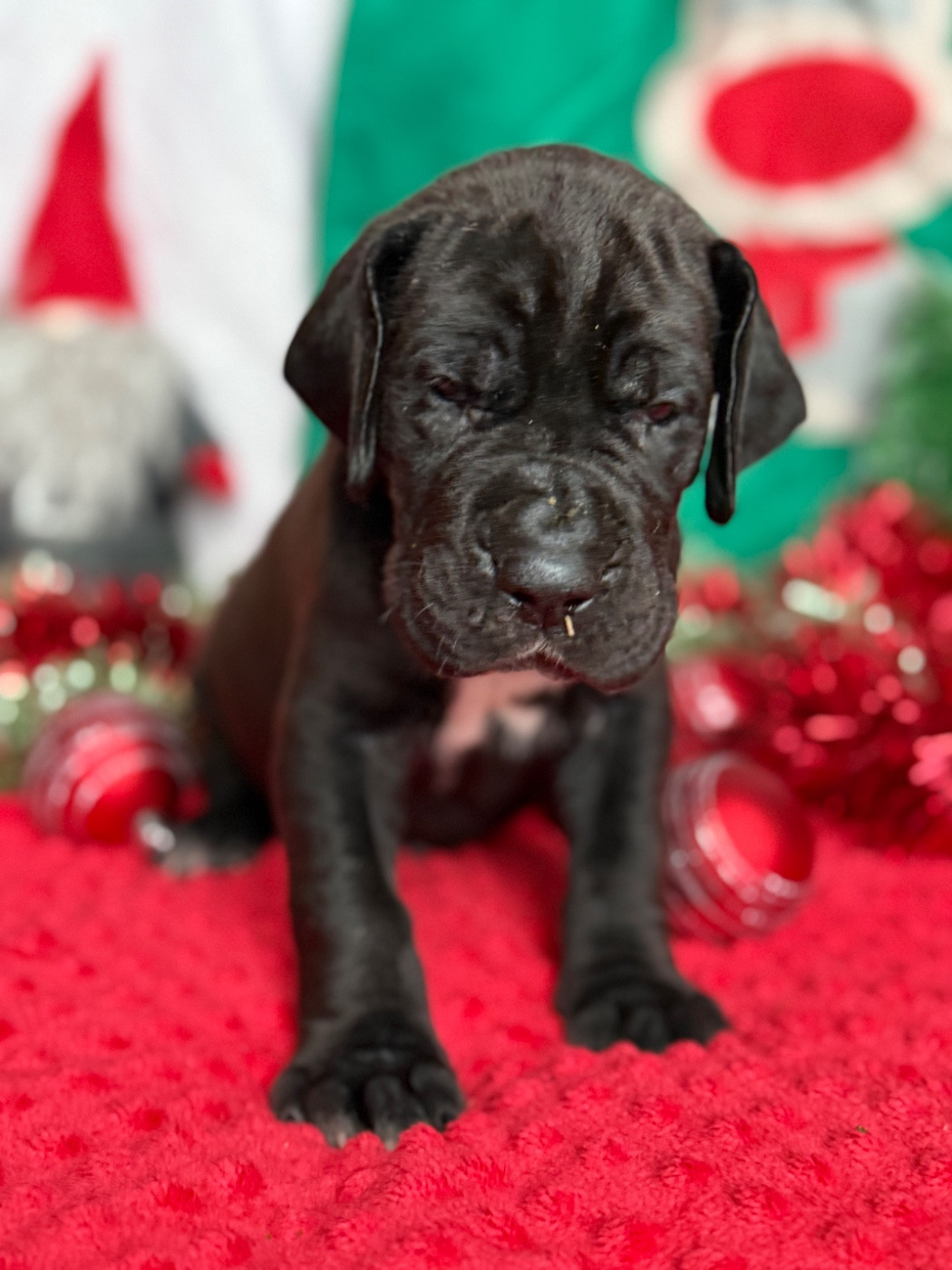 Au Royaume De Leyla - Chiots disponibles - Dogue allemand