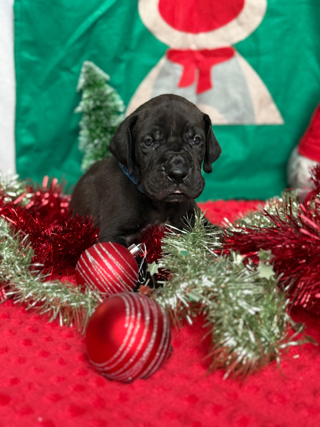 Au Royaume De Leyla - Chiots disponibles - Dogue allemand