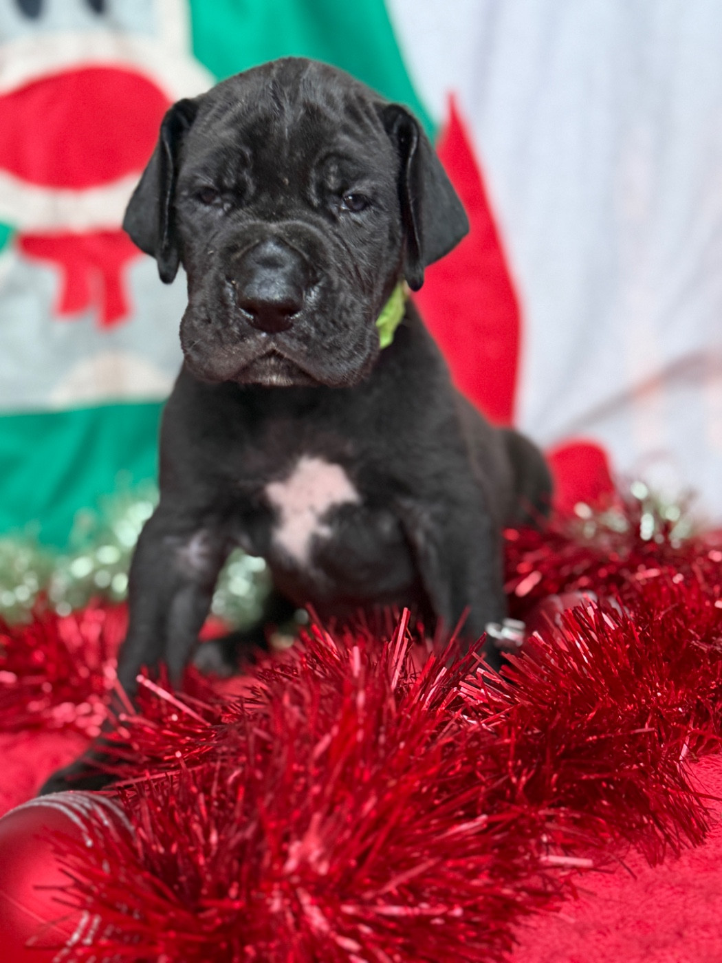 Au Royaume De Leyla - Chiots disponibles - Dogue allemand