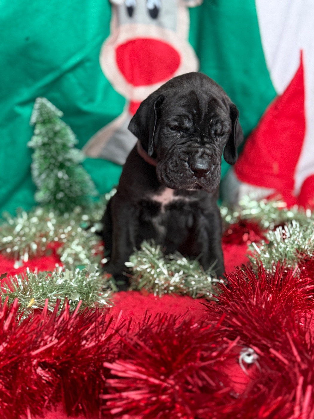 Au Royaume De Leyla - Chiots disponibles - Dogue allemand