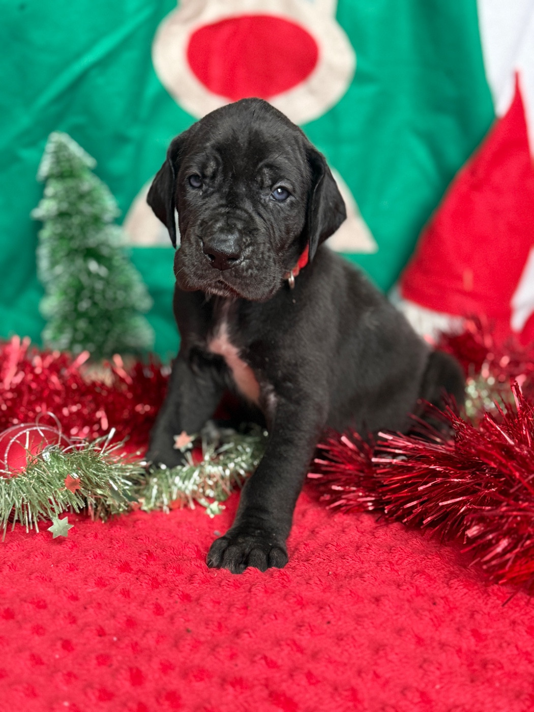 Au Royaume De Leyla - Chiots disponibles - Dogue allemand