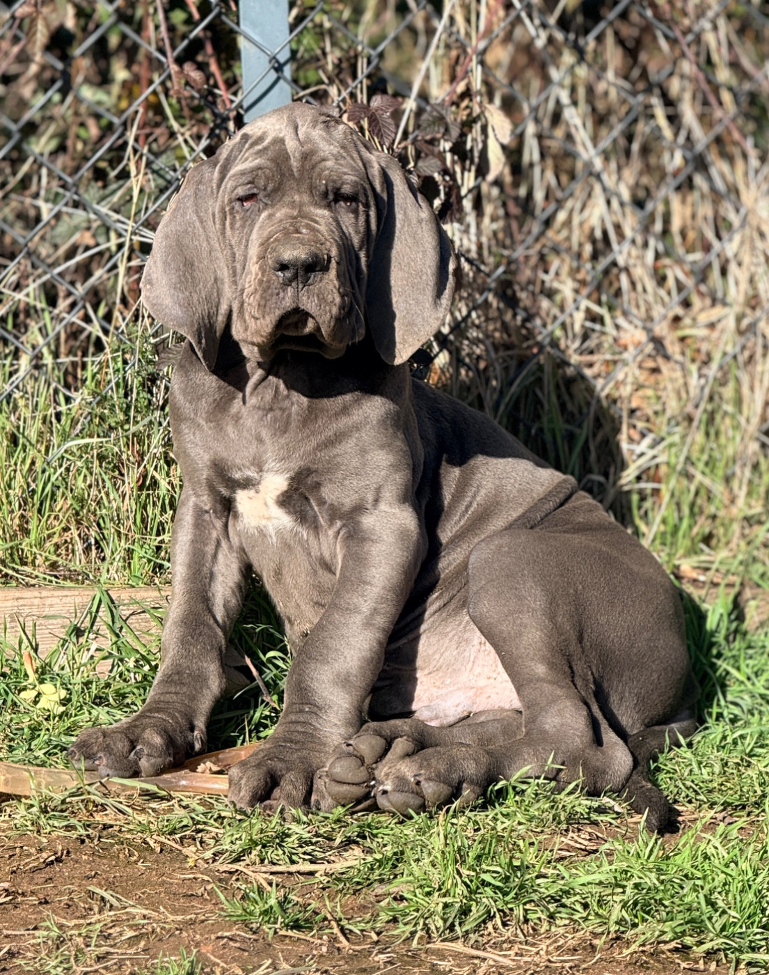 Au Royaume De Leyla - Chiots disponibles - Dogue allemand