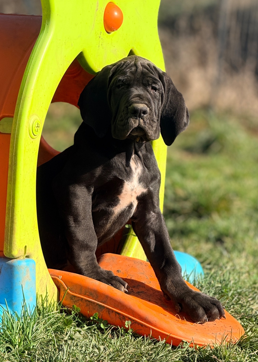 Au Royaume De Leyla - Chiots disponibles - Dogue allemand