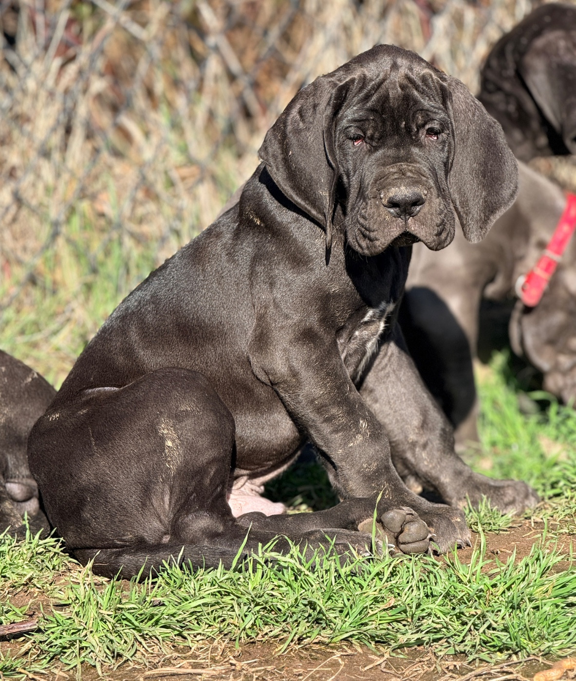 Au Royaume De Leyla - Chiots disponibles - Dogue allemand