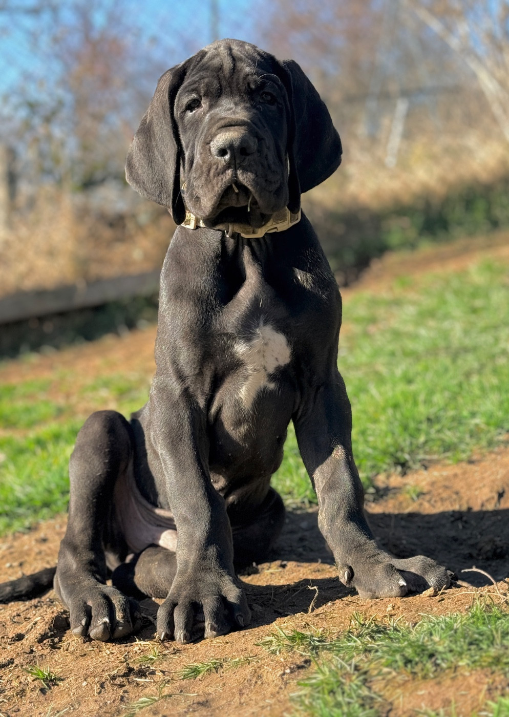 Au Royaume De Leyla - Chiots disponibles - Dogue allemand