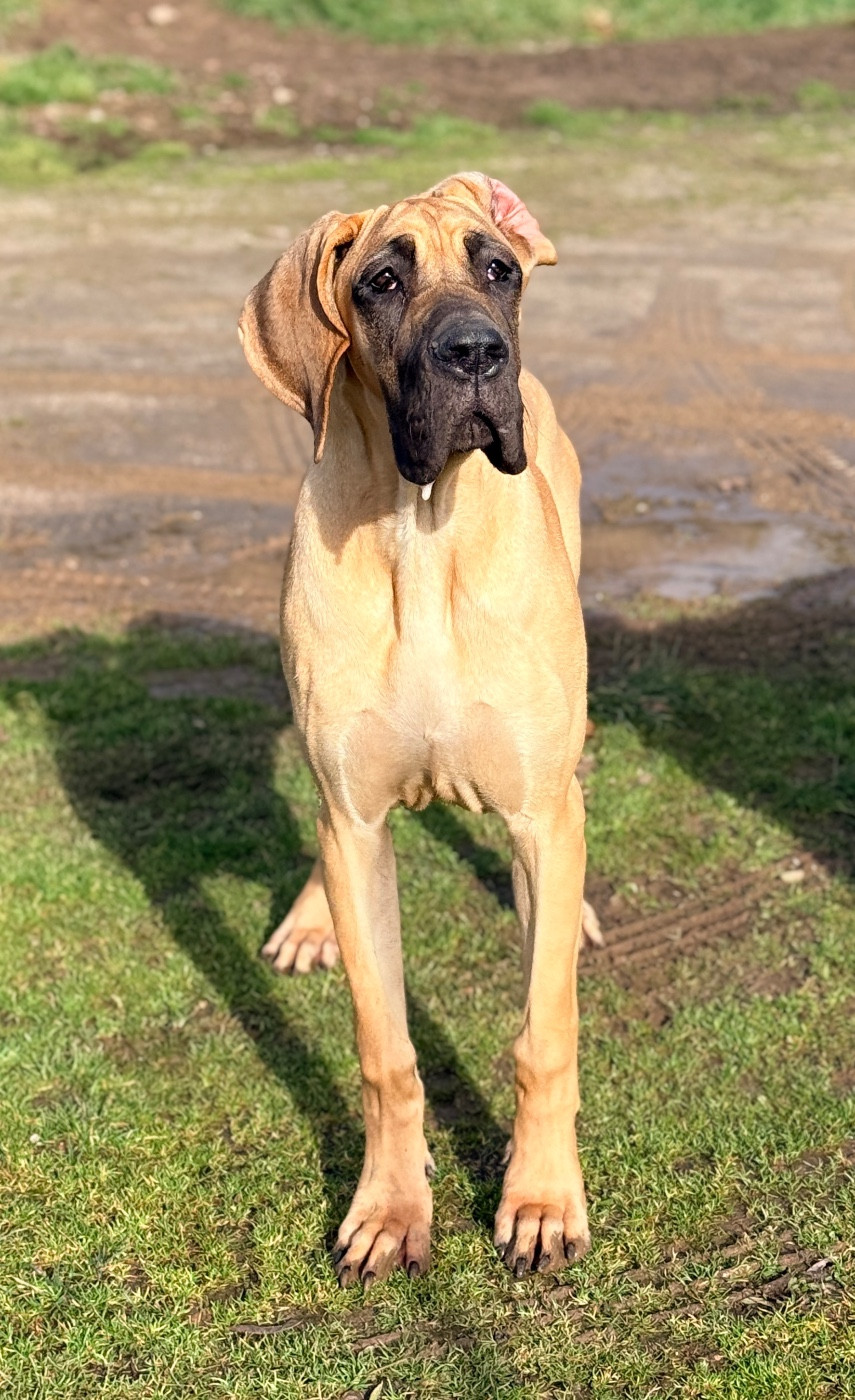 Au Royaume De Leyla - Chiots disponibles - Dogue allemand