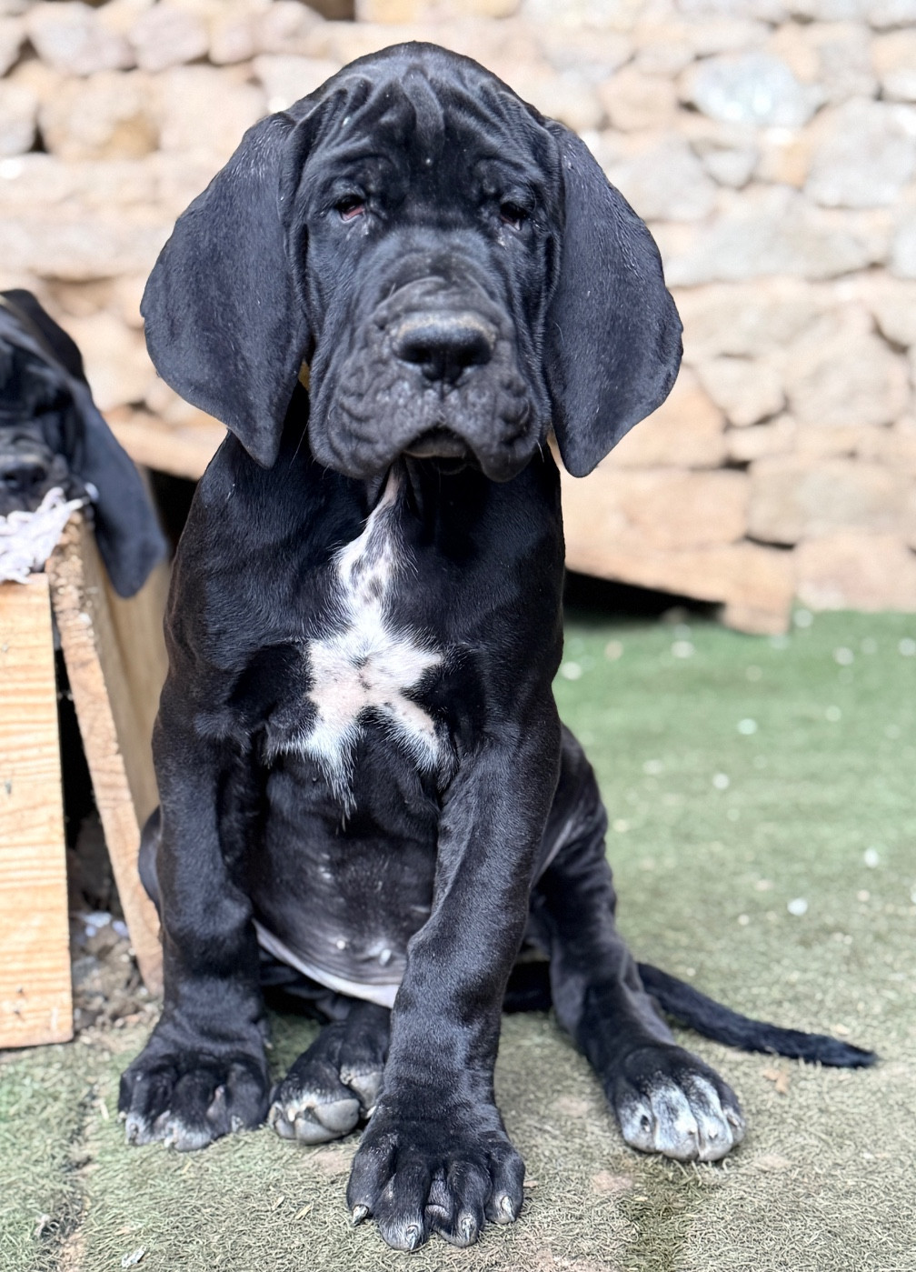 Au Royaume De Leyla - Chiots disponibles - Dogue allemand