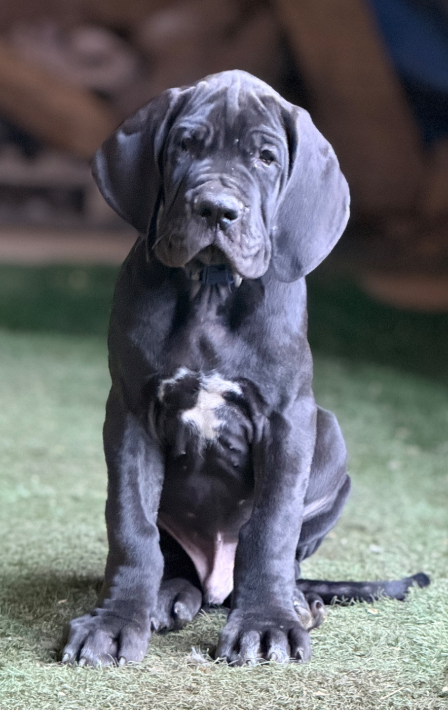 Au Royaume De Leyla - Chiots disponibles - Dogue allemand