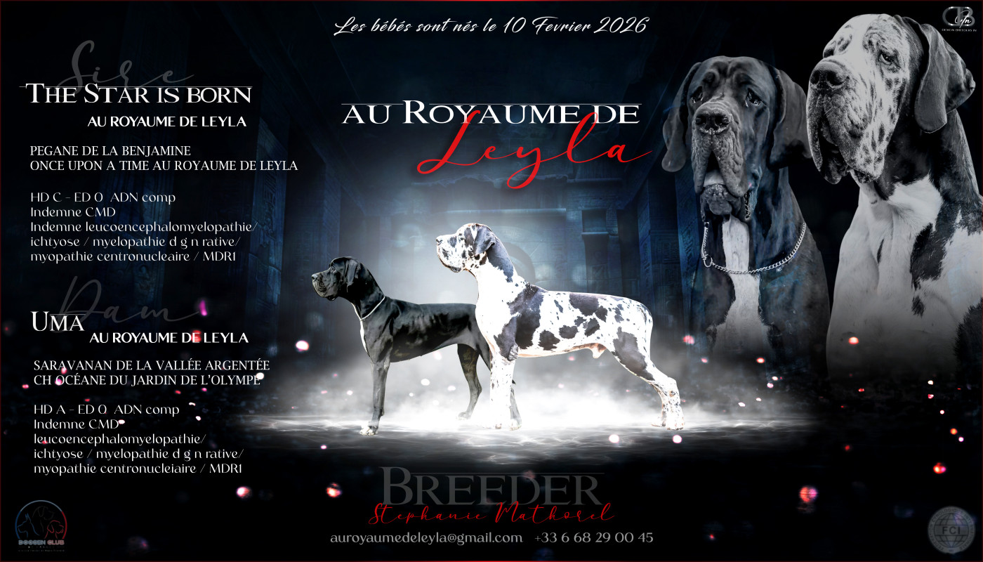 Chiot Dogue allemand Au Royaume De Leyla