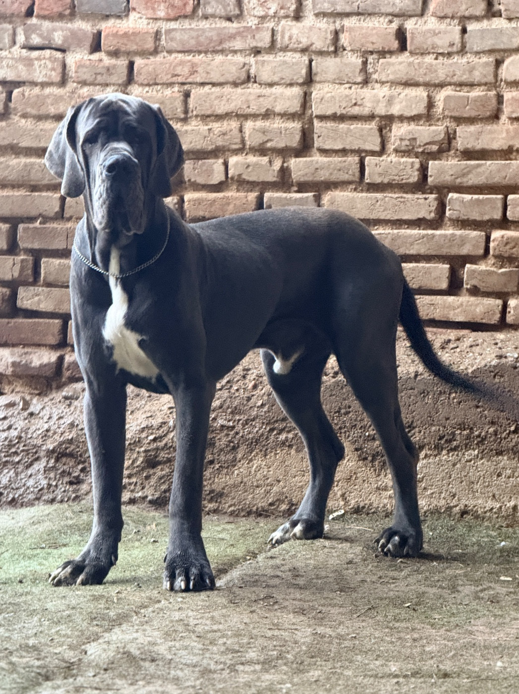 Au Royaume De Leyla - Chiots disponibles - Dogue allemand