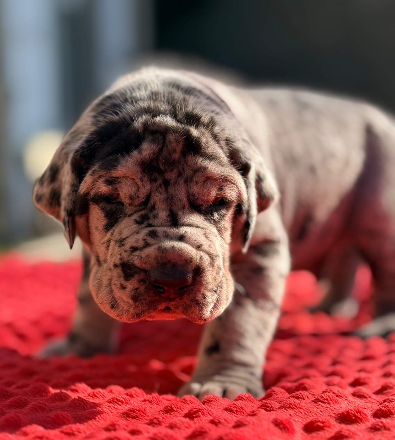 Au Royaume De Leyla - Chiots disponibles - Dogue allemand